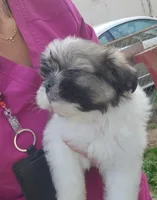 Boy1, a male Shih Tzu for sale in Charleston, WV – Photo 7 of 7