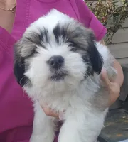 Boy1, a male Shih Tzu for sale in Charleston, WV – Photo 4 of 7