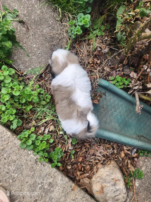 Boy1 – Shih Tzu puppy for sale in Charleston, WV