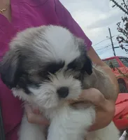 Boy1, a male Shih Tzu for sale in Charleston, WV – Photo 2 of 7