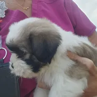 Boy1, a male Shih Tzu for sale in Charleston, WV – Photo 3 of 7