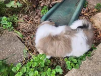 Boy1, a male Shih Tzu for sale in Charleston, WV – Photo 5 of 7