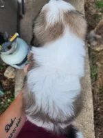 Boy1, a male Shih Tzu for sale in Charleston, WV – Photo 6 of 7