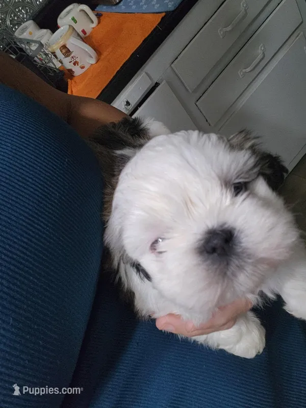Male 1 – Shih Tzu puppy for sale in Charleston, WV
