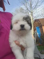 Boy2, a male Shih Tzu for sale in Charleston, WV – Photo 2 of 6