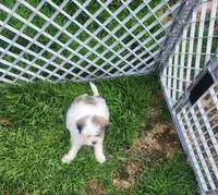 Boy2, a male Shih Tzu for sale in Charleston, WV – Photo 5 of 6