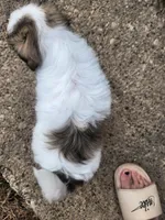 Boy2, a male Shih Tzu for sale in Charleston, WV – Photo 3 of 6