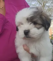 Boy2, a male Shih Tzu for sale in Charleston, WV – Photo 1 of 6