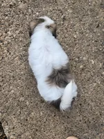 Boy2, a male Shih Tzu for sale in Charleston, WV – Photo 4 of 6