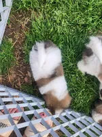 Boy3, a male Shih Tzu for sale in Charleston, WV – Photo 5 of 5