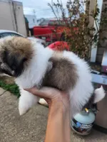 Boy3, a male Shih Tzu for sale in Charleston, WV – Photo 4 of 5