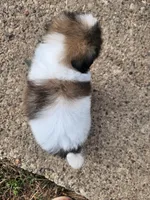 Boy3, a male Shih Tzu for sale in Charleston, WV – Photo 3 of 5