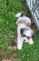 Boy3, a male Shih Tzu for sale in Charleston, WV – Photo 2 of 5