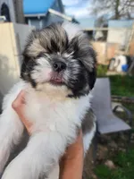 Boy3, a male Shih Tzu for sale in Charleston, WV – Photo 1 of 5