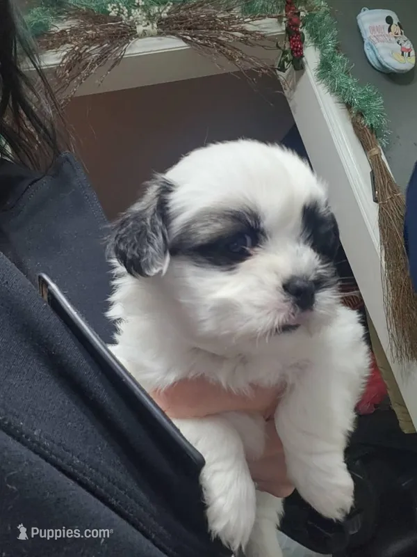 puppy 3 – Shih Tzu puppy for sale in Charleston, WV