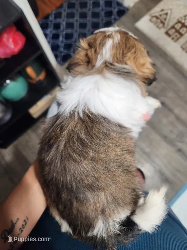 Male 2 – Shih Tzu puppy for sale in Charleston, WV