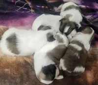 Boy2, a male Shih Tzu for sale in Charleston, WV – Photo 2 of 9