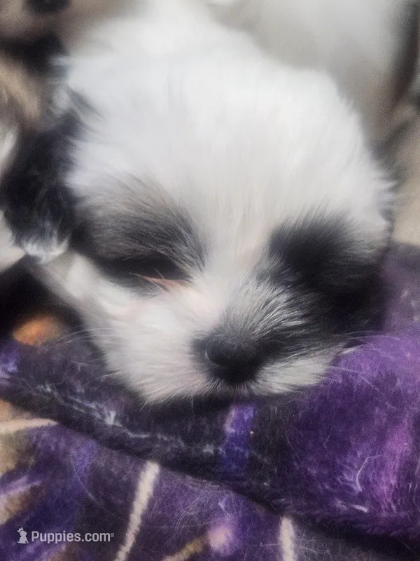 Boy2 – Shih Tzu puppy for sale in Charleston, WV