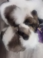 Boy2, a male Shih Tzu for sale in Charleston, WV – Photo 5 of 9