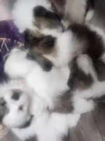 Boy2, a male Shih Tzu for sale in Charleston, WV – Photo 4 of 9