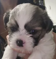 Boy2, a male Shih Tzu for sale in Charleston, WV – Photo 9 of 9