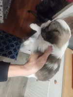 Boy2, a male Shih Tzu for sale in Charleston, WV – Photo 7 of 9