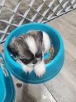 Boy2, a male Shih Tzu for sale in Charleston, WV – Photo 6 of 9