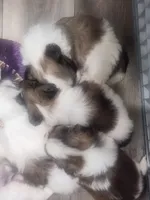 Boy2, a male Shih Tzu for sale in Charleston, WV – Photo 3 of 9