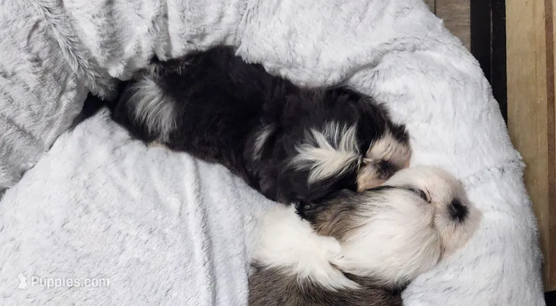 Male 3 – Shih Tzu puppy for sale in Charleston, WV
