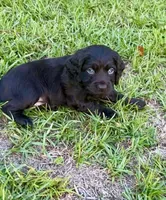 Yellow collar, a female Boykin Spaniel for sale in Swansea, SC – 2 of 5