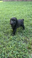 Green collar, a female Boykin Spaniel for sale in Swansea, SC – 4 of 4