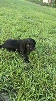 Yellow collar, a female Boykin Spaniel for sale in Swansea, SC – 3 of 5