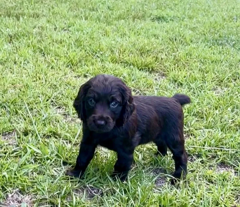 Orange collar – Boykin Spaniel puppy on hold in Swansea, SC