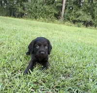 Yellow collar, a female Boykin Spaniel for sale in Swansea, SC – 4 of 5