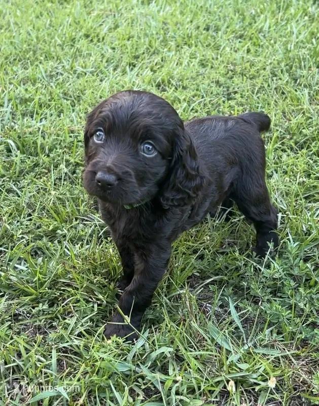 Green collar – Boykin Spaniel puppy on hold in Swansea, SC