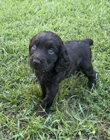 Green collar, a female Boykin Spaniel for sale in Swansea, SC – 1 of 4
