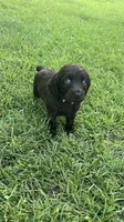 Green collar, a female Boykin Spaniel for sale in Swansea, SC – 3 of 4