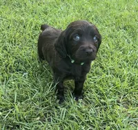 Green collar, a female Boykin Spaniel for sale in Swansea, SC – 2 of 4