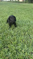 Yellow collar, a female Boykin Spaniel for sale in Swansea, SC – 5 of 5