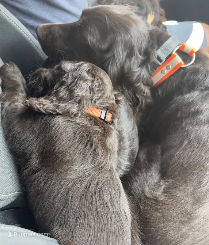 Orange Collar – Boykin Spaniel puppy for sale in Swansea, SC