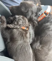 Orange Collar, a female Boykin Spaniel for sale in Swansea, SC – 1 of 4