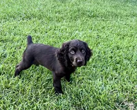 Orange Collar, a female Boykin Spaniel for sale in Swansea, SC – 2 of 4
