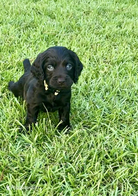 Yellow collar – Boykin Spaniel puppy for sale in Swansea, SC