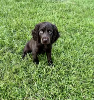 Orange Collar, a female Boykin Spaniel for sale in Swansea, SC – 4 of 4