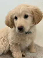 processed/70c489b9-0338-4624-8843-5051af385615/listing/6e9e1f53-8b02-487f-a96b-39319b8eb155/2320431e-49bd-4a42-b4e4-cd0c9d737679