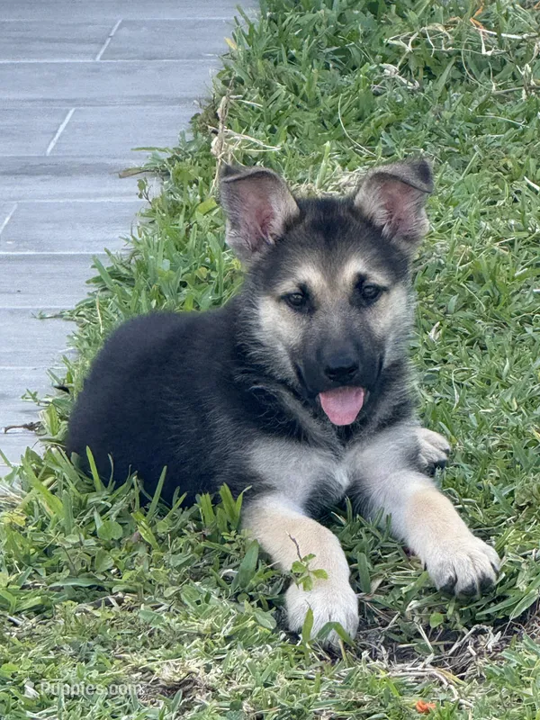 Puppy  – German Shepherd Dog puppy for sale in Orlando, FL