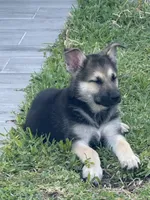 Puppy , a male German Shepherd Dog for sale in Orlando, FL – 2 of 7