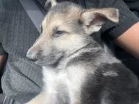 Puppy , a male German Shepherd Dog for sale in Orlando, FL – 6 of 7