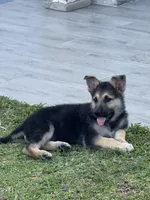 Puppy , a male German Shepherd Dog for sale in Orlando, FL – 3 of 7