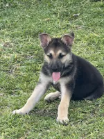 Puppy , a male German Shepherd Dog for sale in Orlando, FL – 5 of 7